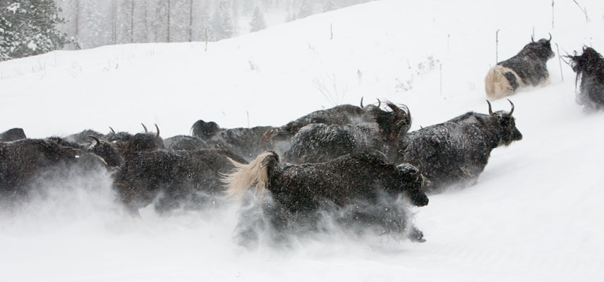 yak cows in snow valerie mcintyre Spring Brook Ranch